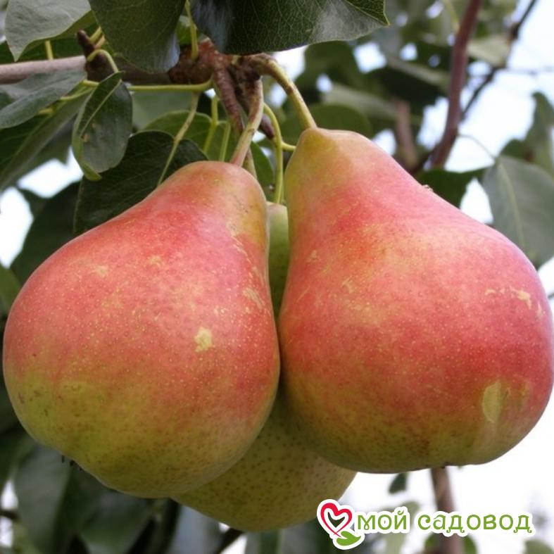 Груша Краснобокая