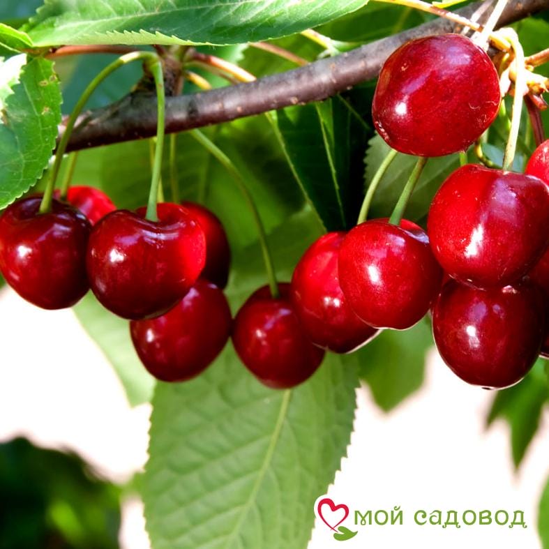 Черешня Валерий Чкалов