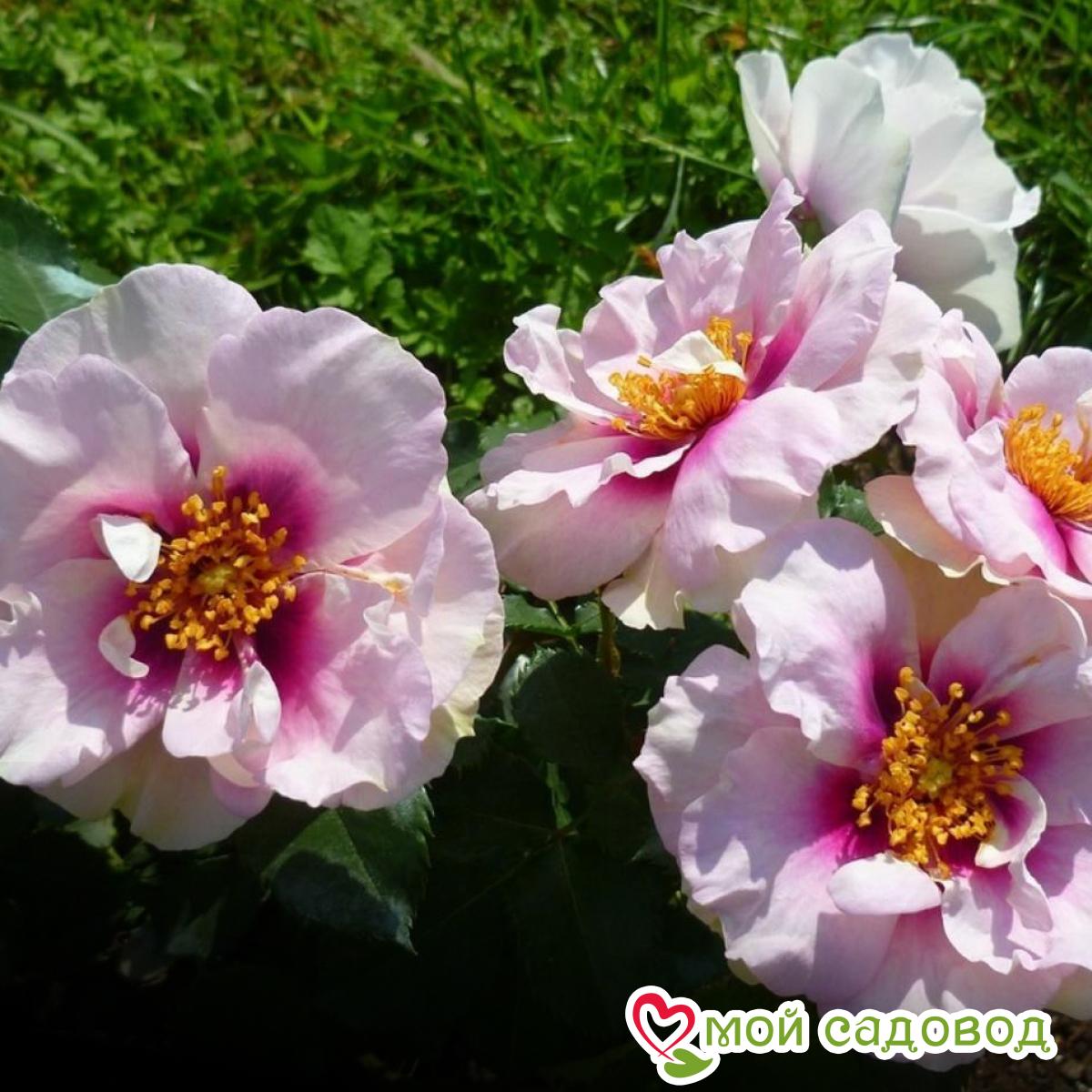 Роза Айс Фо Ю флорибунда