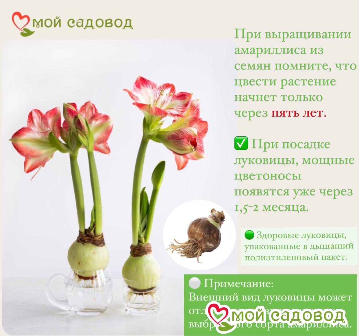 Амариллис Танцующий Паук